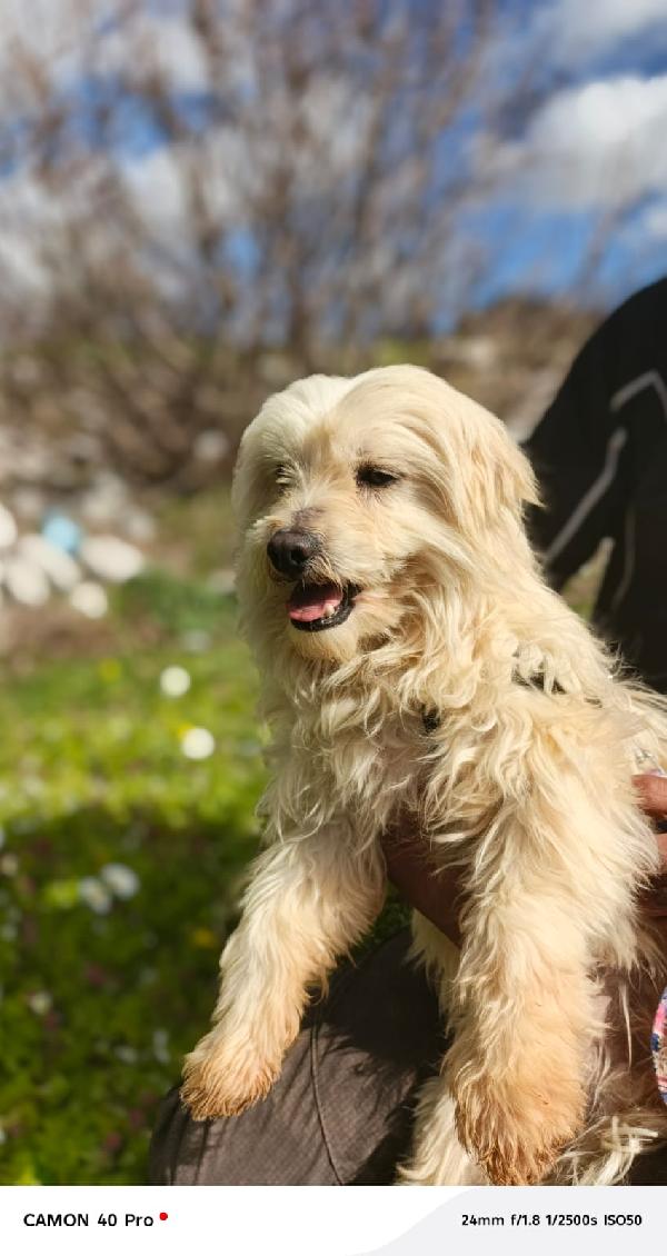 Diego, un adorabile maltese Foto 7
